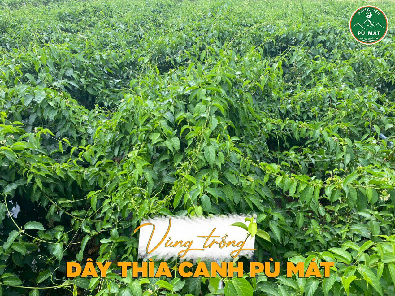 Trà túi lọc dây thìa canh lá to Pù Mát – Túi Zip 250g